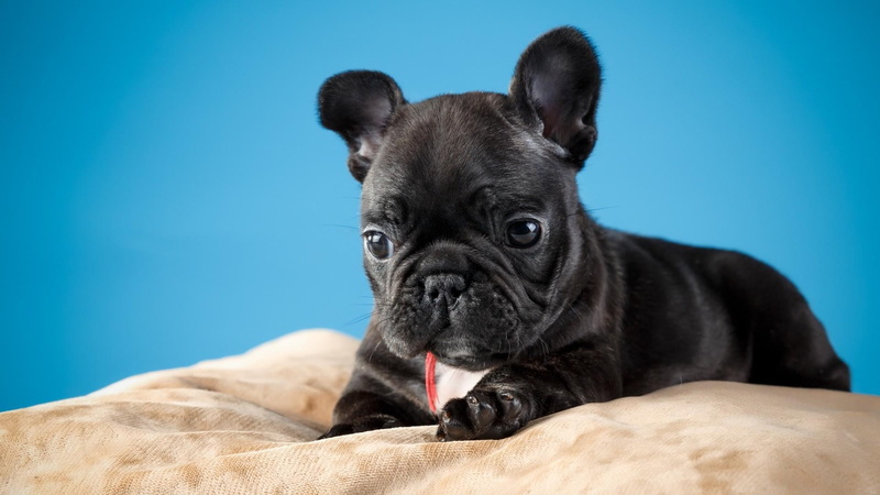 studio shot, animal themes, dog, no people, black puppy, bulldog, small, french bulldog, colored background, blue background, one animal, pug, pets, domestic