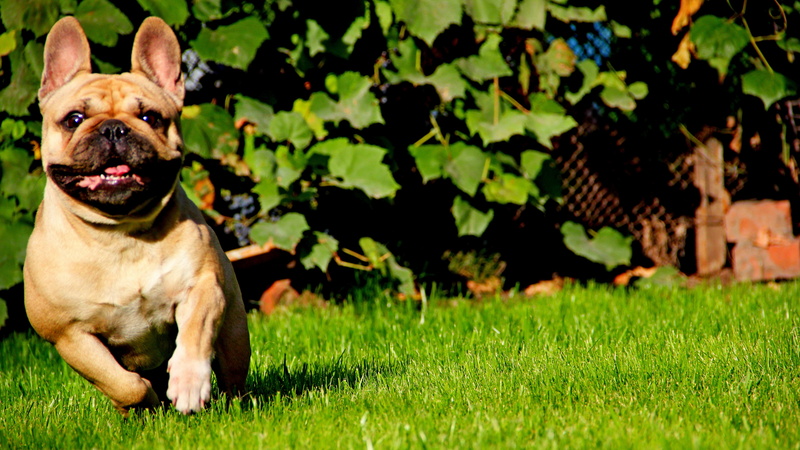 domestic animals, green color, vertebrate, outdoors, pets, nature, animal, dog, domestic, small, looking, plant, mammal, funny brown french bulldog image