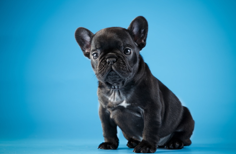 domestic, colored background, animal themes, one animal, dog, puppy, portrait, looking at camera, mammal, animal, studio shot, cute, no people, indoors