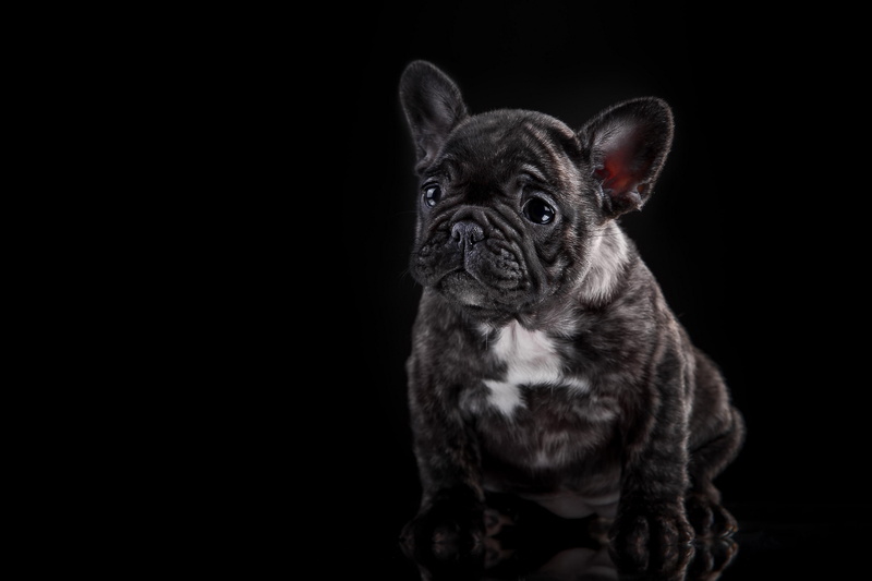 french bulldog, dog, puppy, 2K