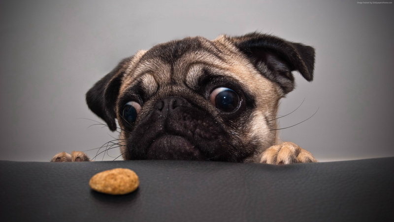 bulldog, cute animals, funny, 2K