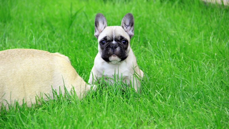 young animal, french bulldog mops picture puppy bulldog, domestic animals, portrait, animal themes, domestic, animal, cute, mammal, 8K, small, lap dog