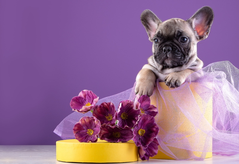 puppy, 2K, French bulldog, flowers
