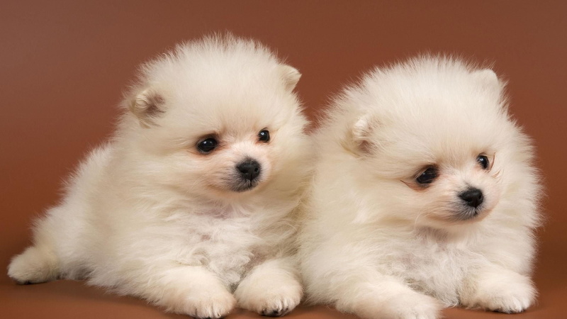 dogs, puppies, spitz, dog, puppy, 1080P