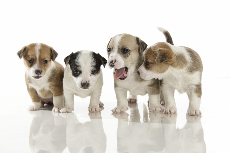 baby animals, animals, dog, puppies, 2K