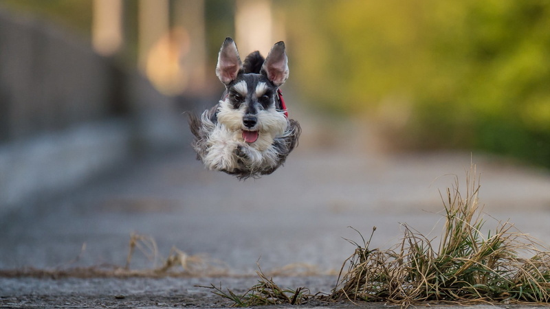 happy, miniature schnauzer, portrait, black, pets, terrier, nature, motion, domestic, 1080P, day, animal head, animal mouth, one animal, looking at camera