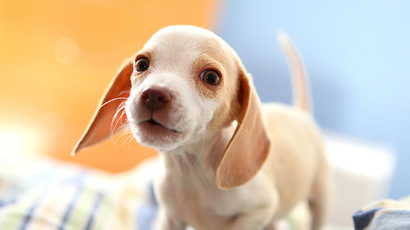 domestic, adorable, 1080P, one animal, breed, cute, portrait, hound, beagle, small, animal, terrier, indoors, people, young animal, fun, looking, ibizan hound