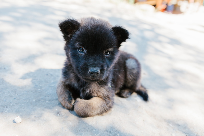 black puppy, spaniel, dog, portrait, german shepherd, domestic animals, sunlight, snout, belgian, mammal, nature, puppy, street dog, adorable, outdoors