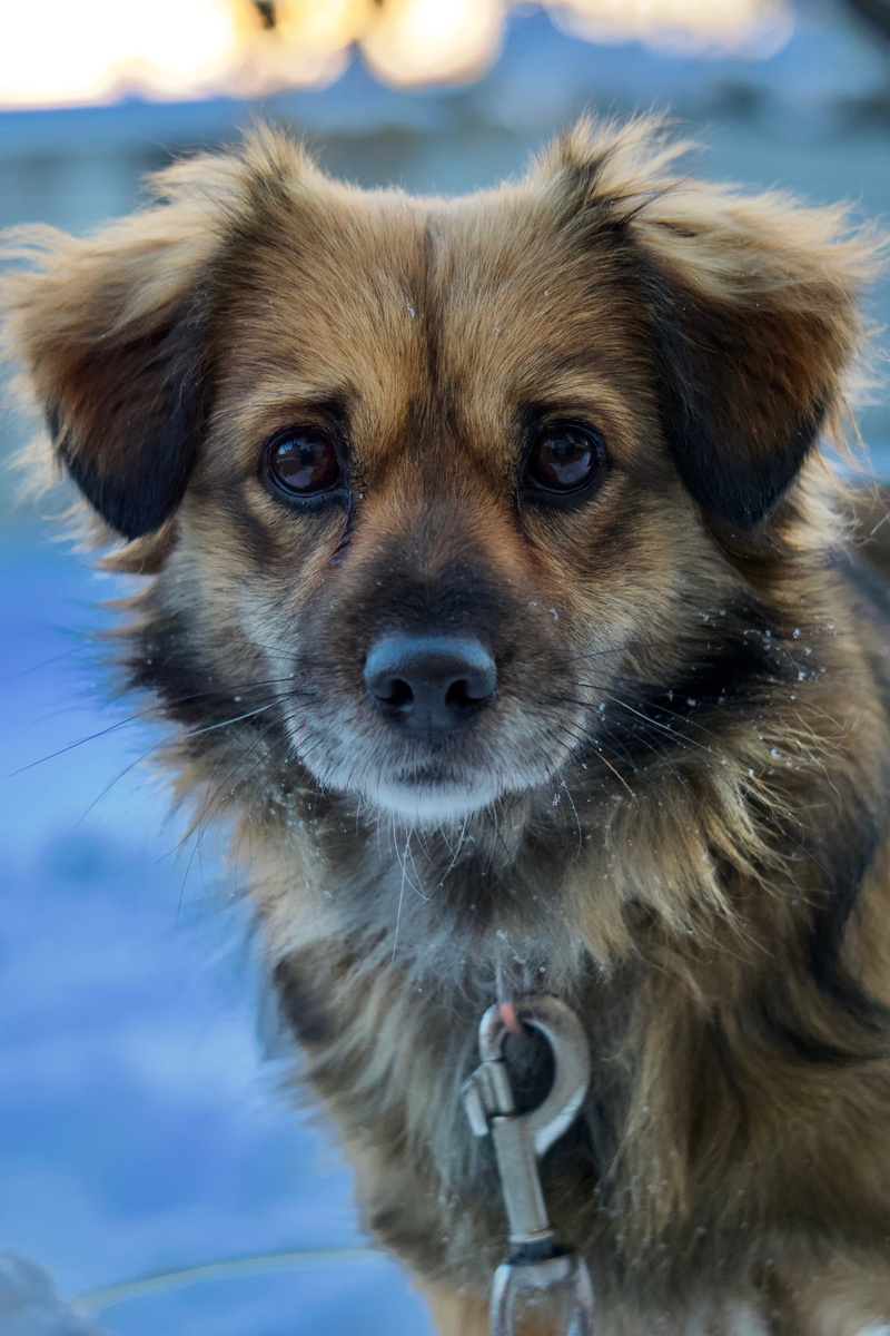 outdoors, terrier, day, german shepherd, domestic, animal body part, long, no people, 5K, domestic animals, sand, looking, brown, canine, coated, spaniel
