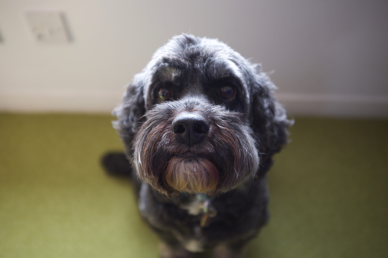 poodle, shih tzu, terrier, one animal, aboyne, close-up, vertebrate, gray, pointer, plant, domestic, cocker spaniel, pet, canine, manx, indoors, animal head