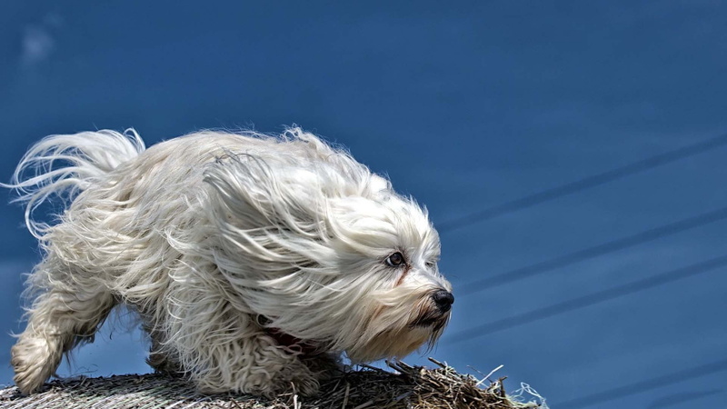 shih tzu, shepherd dog, small, west highland white terrier, one animal, day, terrier, animals, no people, blue background, cute, pets, blue, canine, vertebrate