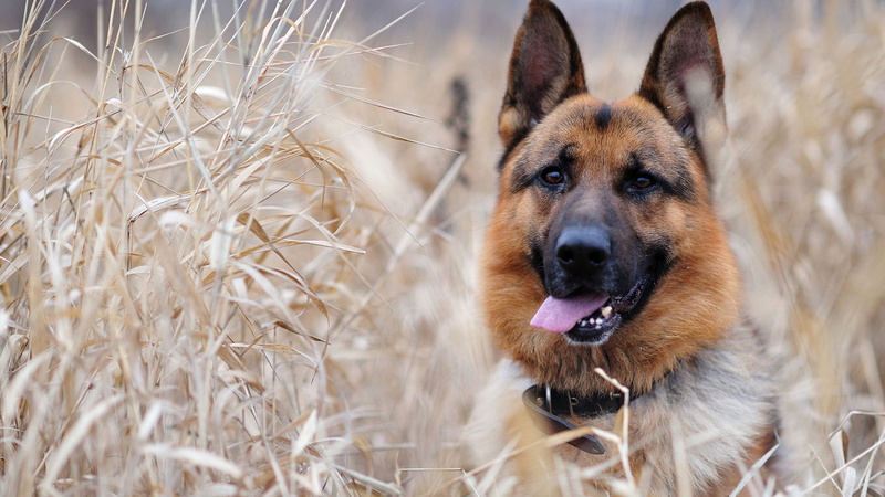 domestic animal, german shepherd, animals, canine, wild dog, malinois, 1080P, shepherd dog, belgian sheepdog, african hunting dog, dog