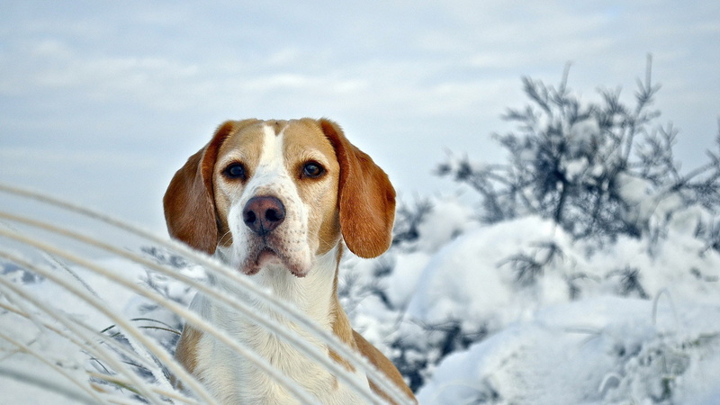 snow, animals, cold temperature, dog, english foxhound, beagle, looking, hound, nature, 1080P, foxhound, one animal, animal, sporting dog, animal head