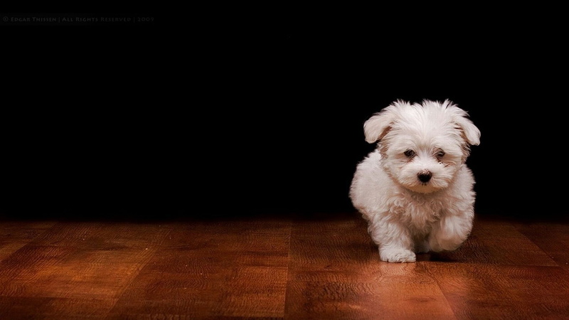 1080P, dog, lhasa, terrier, domestic animal, toy dog, maltese dog, animal, shih-tzu, animals, hunting dog, canine