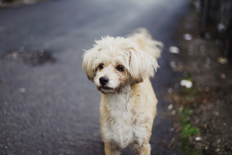 strap, cat, focus on foreground, cute, domestic animals, small, domestic, sphere, asphalt, day, portrait, newfoundland, vertebrate, one animal, selective