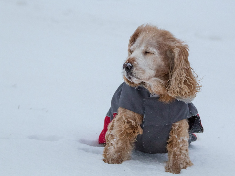 daytime, collie, leash, nature, long, winter, animal, animal themes, one animal, pet, snow, cat, outdoors, pets, pointer, spaniel, cocker spaniel, hood
