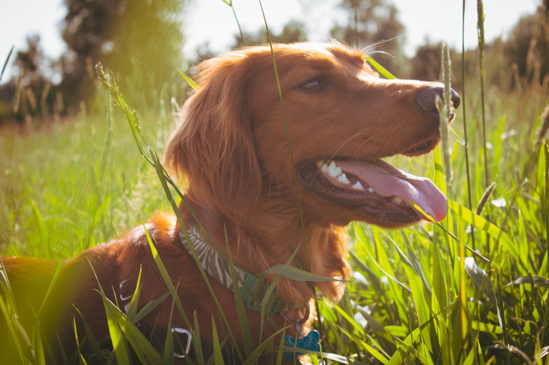 golden retriever, outdoor, marymoor off-leash dog park, flora, united states, close-up, day, redmond, mouth open, grass, pet, vertebrate, cocker spaniel