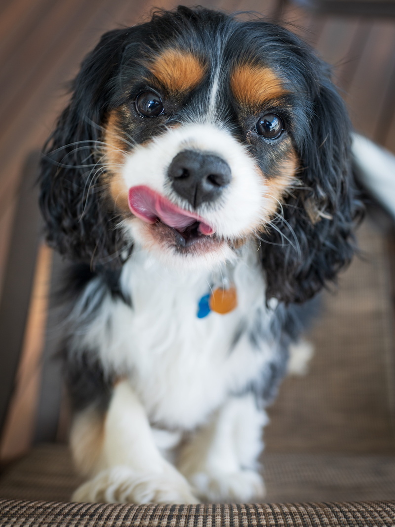 lap dog, 5K, mouth open, one animal, papillon, pets, spaniel, animal themes, lip, pet, cocker spaniel, dog, looking at camera, mouth, canine, front view