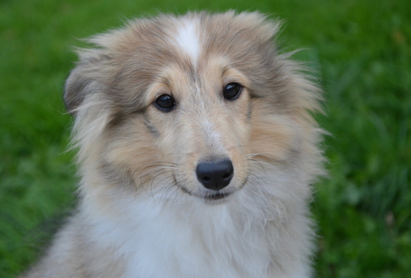 face, animal head, portrait, domestic, mammal, focus on foreground, canine, 5K, no people, hair, domestic animals, animal themes, close-up, animal hair
