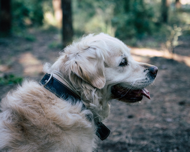 lip, one animal, animal hair, side view, canine, accessories, brown, outdoors, selective, petal, hound, animal, domestic, looking, strap, coated, close-up