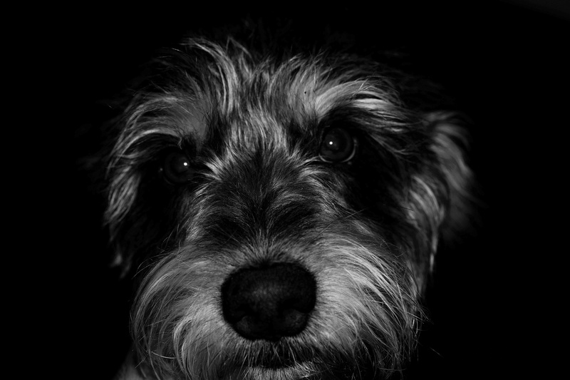 domestic, animal photography, indoors, close-up, animal body part, small, mammal, animal nose, pet, studio shot, black Color, animal, no people, animal hair