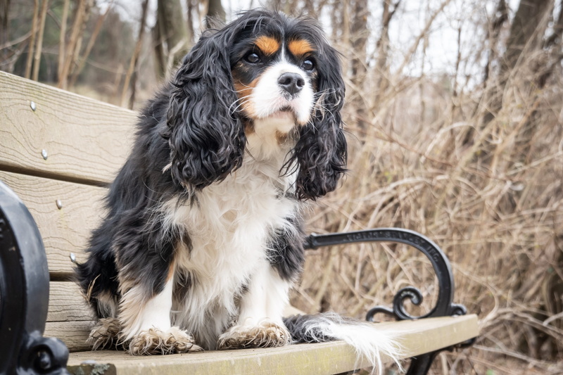 pets, spaniel, bench, mammal, papillon, terrier, nature, lap dog, dog, animal themes, car seat, one animal, domestic, looking at camera, outdoors, domestic animals
