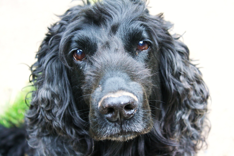 4K, focus on foreground, canine, snout, animal, one animal, whisker, fur, spaniel, no people, animal eye, portrait, looking at camera, cocker, vertebrate
