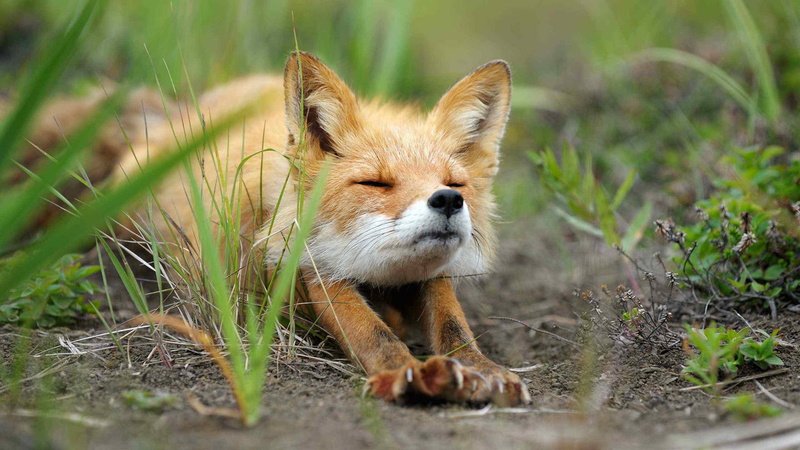 kit fox, mammal, red fox, canine, 1080P, fox, animals