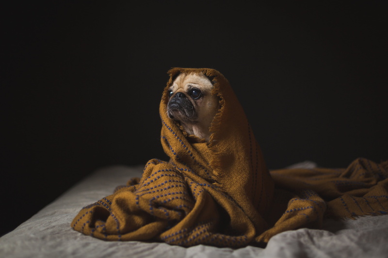 staying, animal head, no people, vertebrate, 4K, small, looking, dog, one animal, Pets, animal themes, Pug, black background, looking away, indoors, domestic