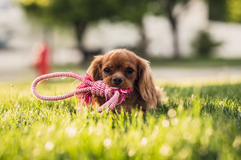4K, Canine dog, Puppy, 4K