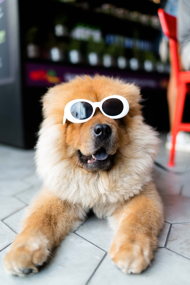 pets, fashion, sitting, cool, cute, chow, humor, dog, sunglasses, no people, chow-chow, eyeglasses, hairstyle, adult, fun, mammal, one animal, eyewear