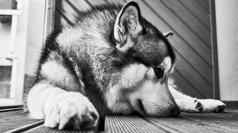 1080P, alaskan malamute