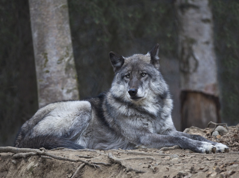 mammal, canon, animal, gray, day, Lens, land, animals in the wild, unitedstates, Alaska, nature, municipalityofanchorage, 4K, vertebrate, animal themes