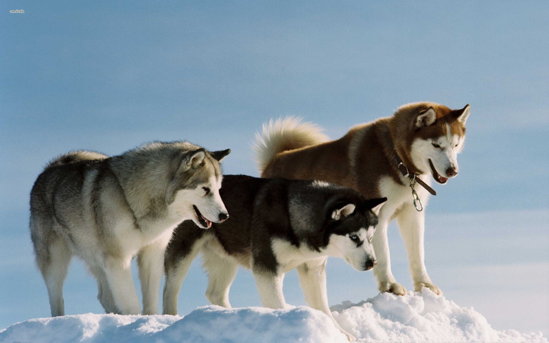 day, mammal, herd, snow, domestic animals, canine, winter, no people, group of animals, two animals, animal, anger, nature, cold temperature, animal themes