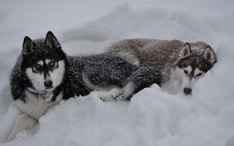 snow, malamutes, huskies, alaskan, animals, husky, 1920x1200, 1080P, two