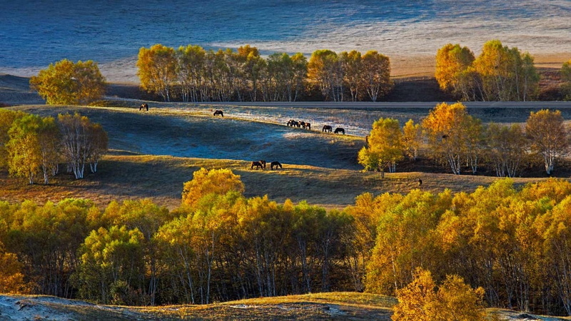 horse, change, water, high angle view, autumn, day, non-urban scene, tree, yellow, nature, tranquil scene, 720P, grass, brown, no people, trees, landscape