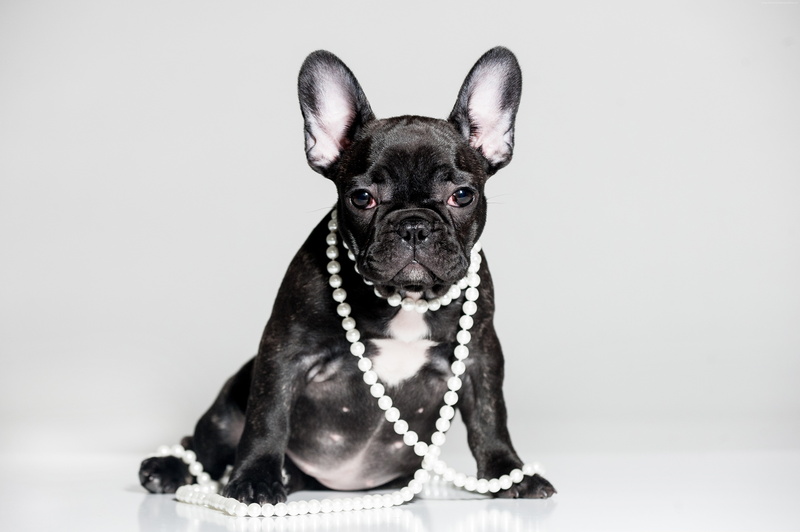 5k, French Bulldog, puppy, cute animals, 4K