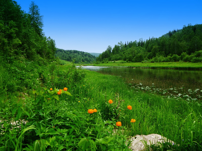 4K, green color, non-urban scene, growth, forest, tranquil scene, flowering plant, no people, sky, lush foliage, scenics - nature, summer, tranquility