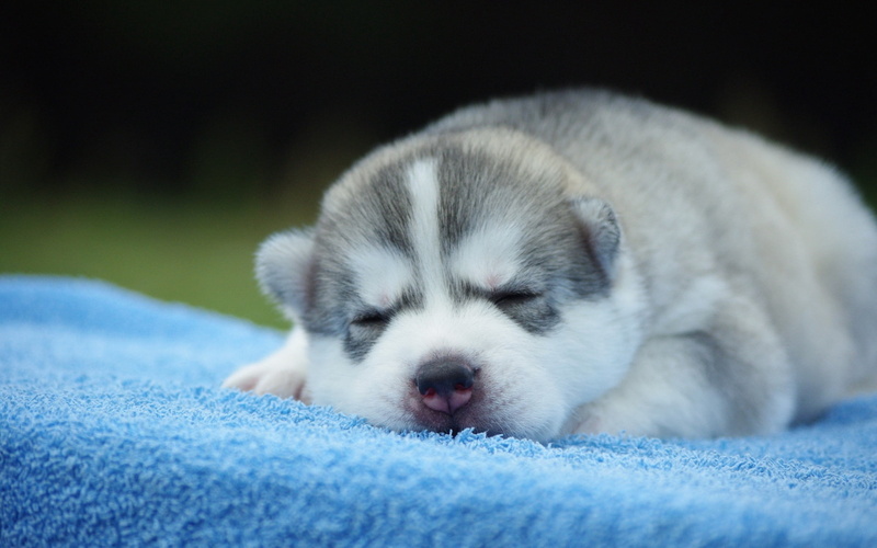 sitting, dog, face, cub, looking, backgrounds, purebred Dog, pets, napping, sleeping, friendship, small, siberian, mammal, animal body part, beautiful