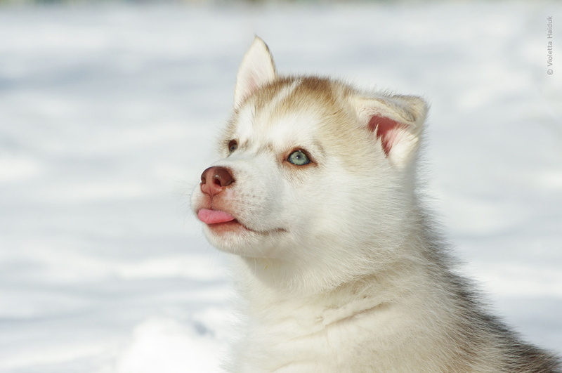 cute, no people, canine, 4K, one animal, copper, close-up, outdoors, day, dog, snout, winter, husky, focus on foreground, puppy, beautiful, sled Dog, looking away