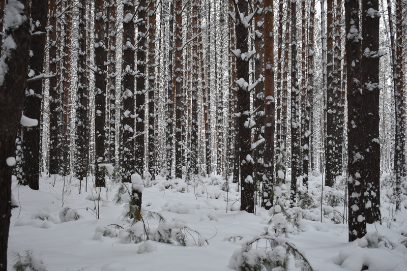 landscape, tranquility, trees, land, covering, the picturesque, environment, tranquil scene, outdoors, winter, forests, white color, beauty in nature, coniferous tree
