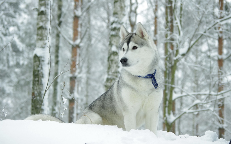 husky, beautiful, tree, snowing, mammal, looking, white color, friendship, canine, outdoors, land, pets, fur, snow, cold temperature, sled Dog, cute, blue