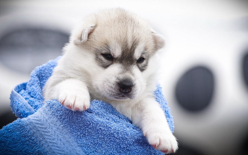 fun, chihuahua - dog, looking, small, fur, one person, pets, blue, sitting, snout, eyes closed, white, indoors, sled Dog, dog, gray, siberian Husky, cute