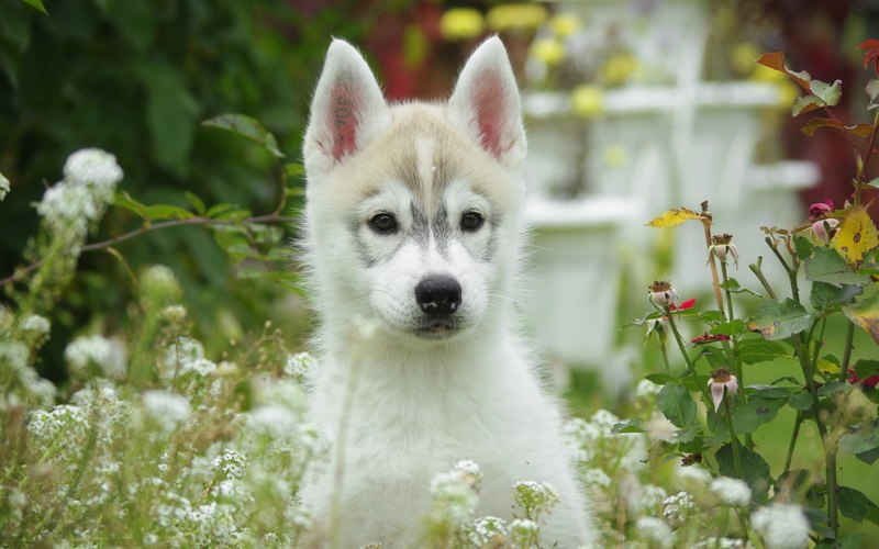 2K, animal themes, young Animal, flowers, outdoors, animal, nature, dog, grass, no people, siberia, animal Eye, plant, sitting, pomeranian, siberian Husky
