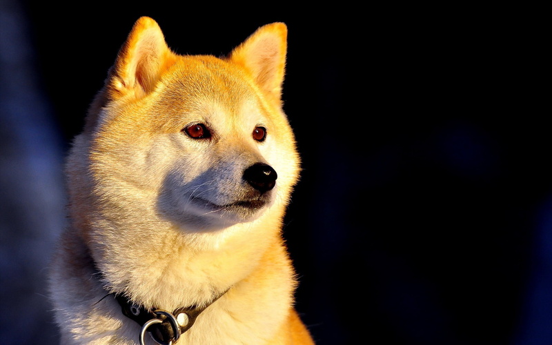canine, outdoors, animal, domestic, puppy, looking, snout, eyes, arctic, white, short, animal Eye, pet collar, japanese Akita, sitting, animal Head, collar