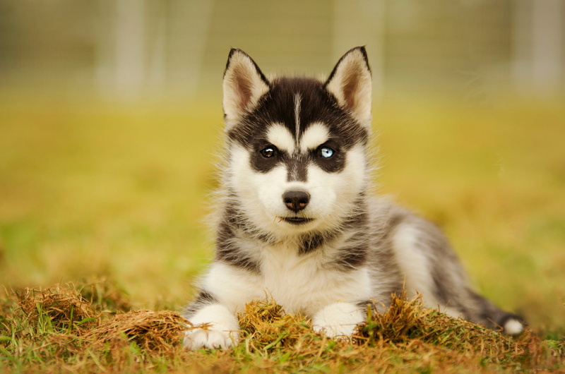 animal Eye, backgrounds, young Animal, snout, animal, summer, sled Dog, siberian Husky, puppy, domestic, grass, animal themes, beautiful, purebred Dog