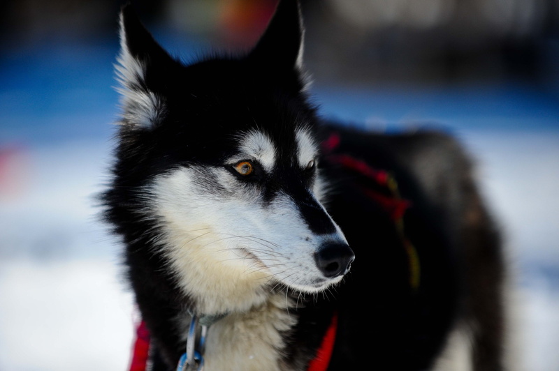 blue, outdoors, 4K, no People, black, mammal, vertebrate, wolfdog, domestic, arctic, animal, snow, domestic Animals, husky, sled Dog, winter, alaskan Culture