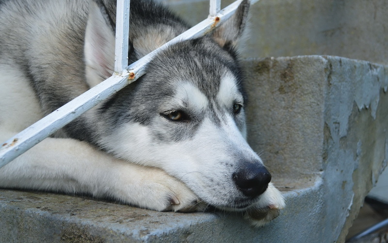 friendship, wolf, 2K, adult, no people, white, alaskan Culture, siberia, looking, animal head, domestic, face, relaxation, pets, day, sad, sled Dog, mammal