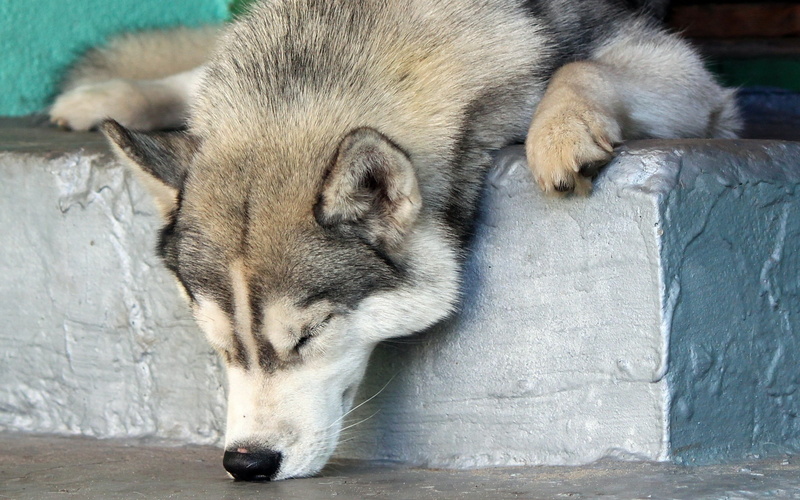 canine, wildlife, nature, nose, sniff, cute, no people, purebred Dog, siberian husky, friendship, muzzle, gray, 2K, outdoors, adult, animal themes, arctic