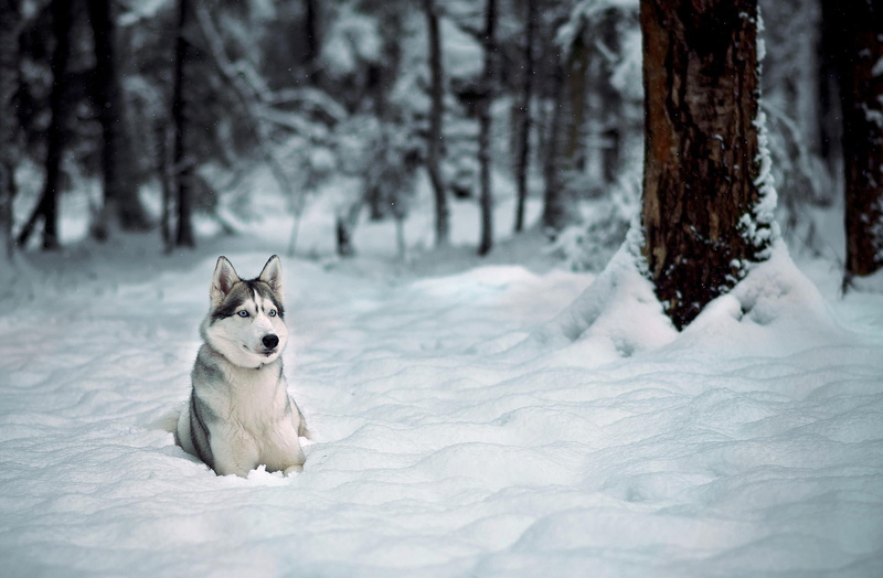 siberian Husky, winter, gray, puppy, day, fun, Dog, young Animal, trees, snow, cold temperature, canine, mammal, husky, vertebrate, sled Dog, cute, alaskan Culture